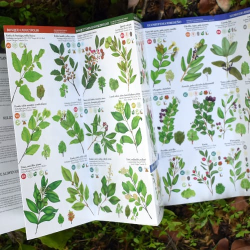 ÁRBOLES NATIVOS ZON CENTRAL DESPLEGABLE3