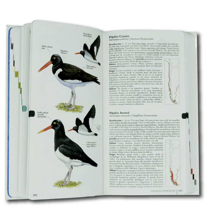 AVES DE CHILE: UNA GUIA DE CAMPO ILUSTRADA2