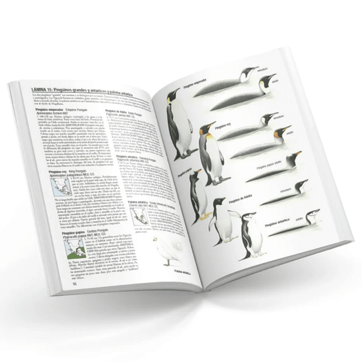 AVES DE CHILE - ALVARO JARAMILLO4