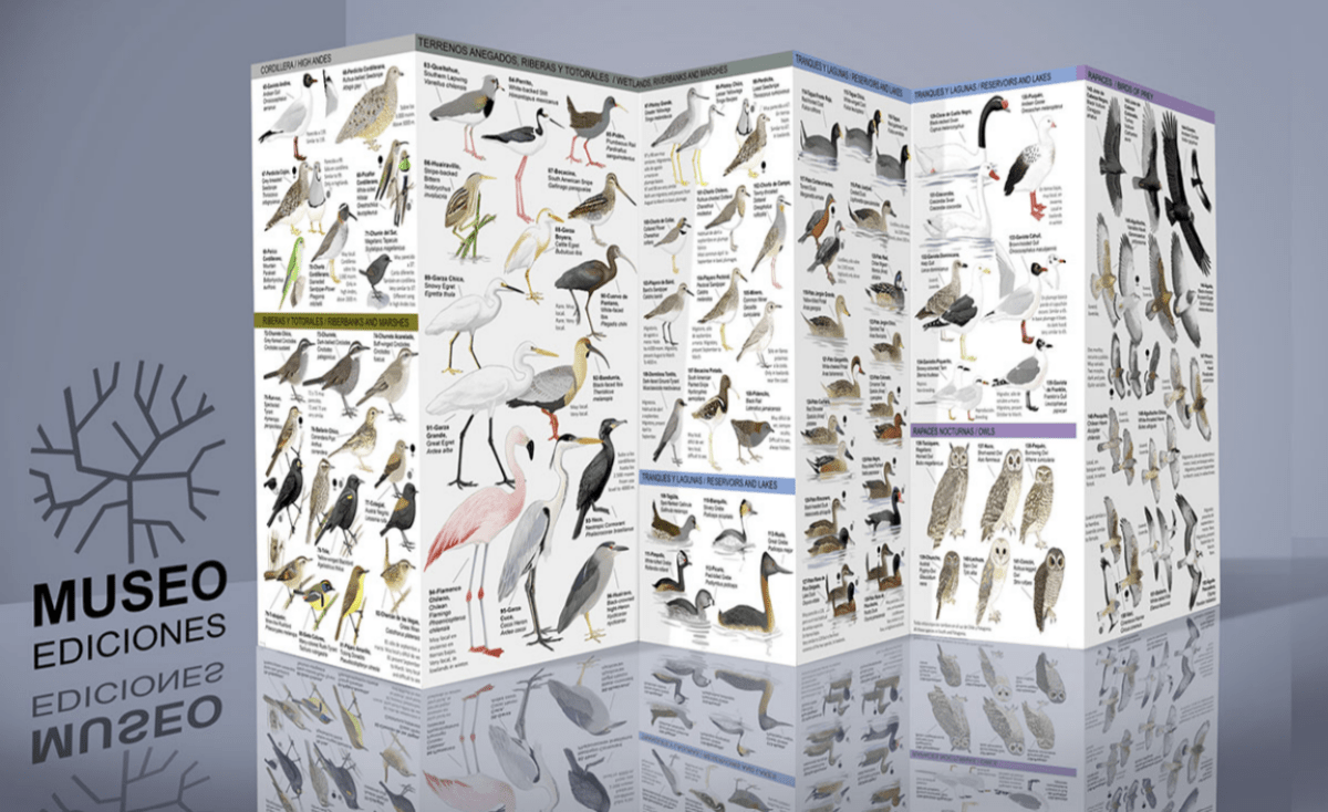 HUEVOS Y NIDOS DE LAS AVES DE CHILE DESPLEGABLE3