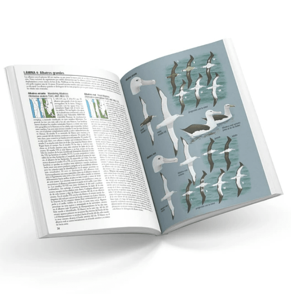 AVES DE CHILE - ALVARO JARAMILLO3