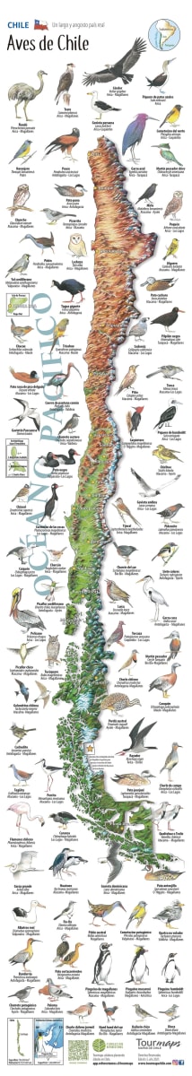 MAPA ILUSTRADO AVES DE CHILE2