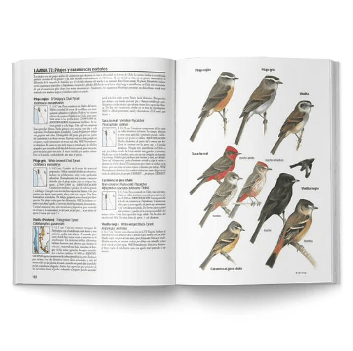 AVES DE CHILE - ALVARO JARAMILLO2