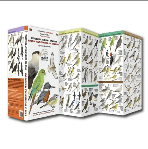 AVES DEL SUR DE CHILE Y PATAGONIA DESPLEGABLE1