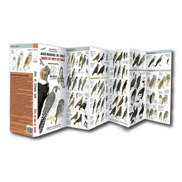 AVES RAPACES DE CHILE DESPLEGABLE1