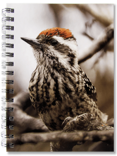 CUADERNO AVES DE CHILE1