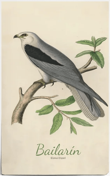 CUADERNO DE VIAJE BAILARÍN1