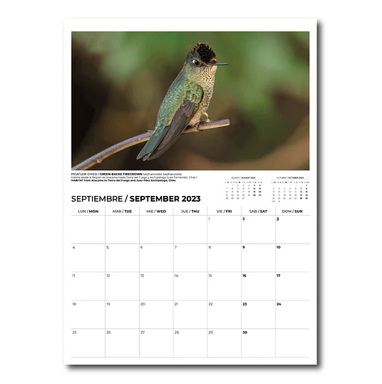 CALENDARIO AVES DE CHILE 20242