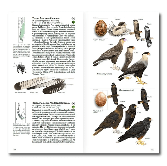 AVES DE CHILE - DANIEL MARTÍNEZ3