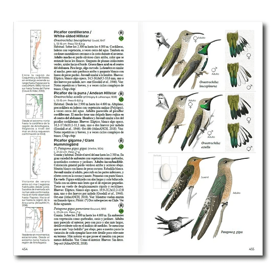AVES DE CHILE - DANIEL MARTÍNEZ2