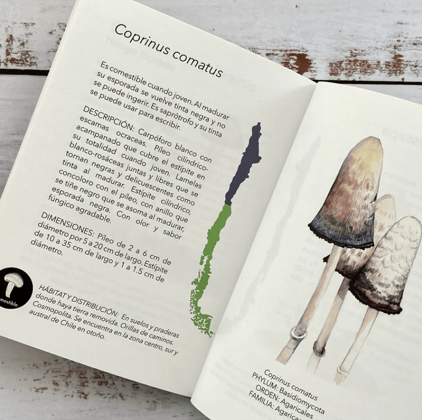 PEQUEÑA GUIA DE CAMPO HONGOS DE CHILE2