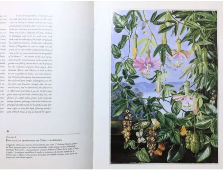 FLORA SILVESTRE EN LA MIRADA DE MARIANNE NORTH 18842