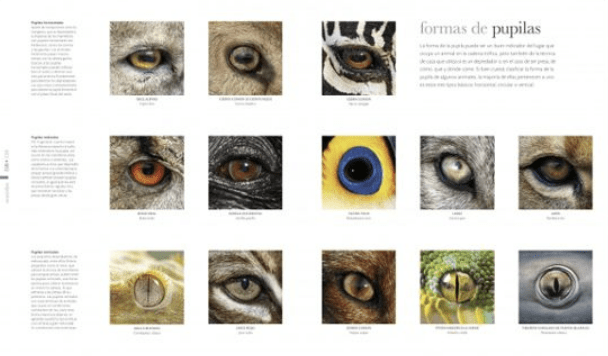 FAUNA2
