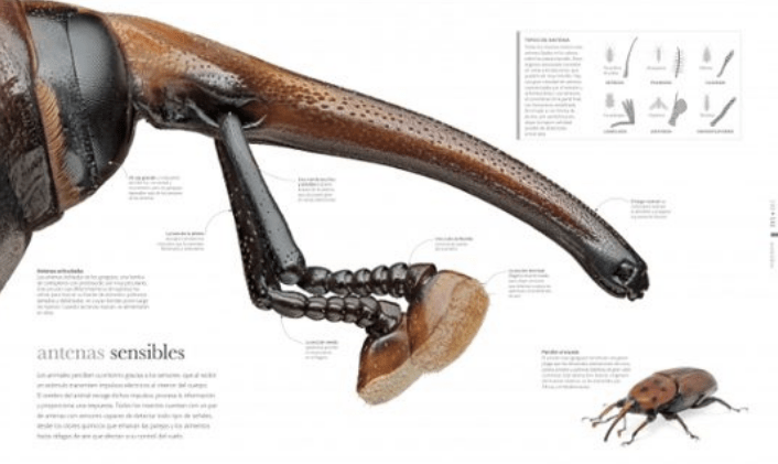 FAUNA4