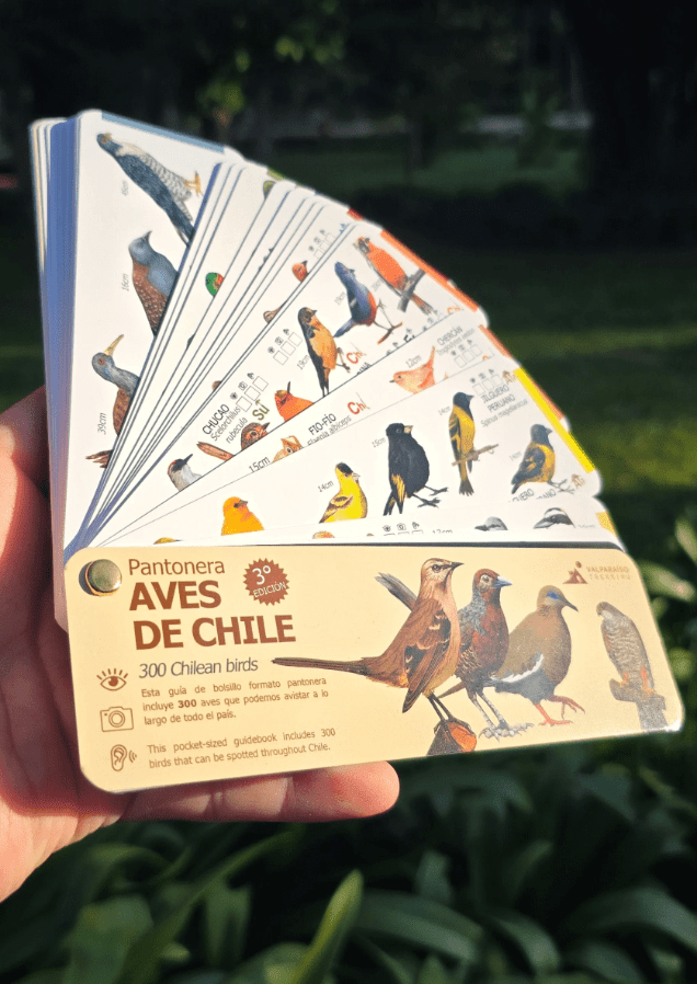 PANTONERA AVES DE CHILE3