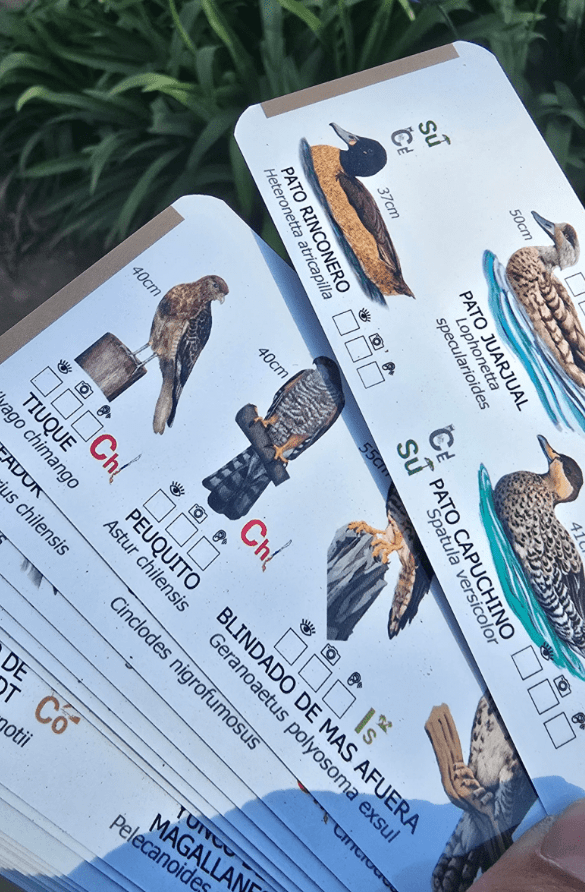 PANTONERA AVES DE CHILE1