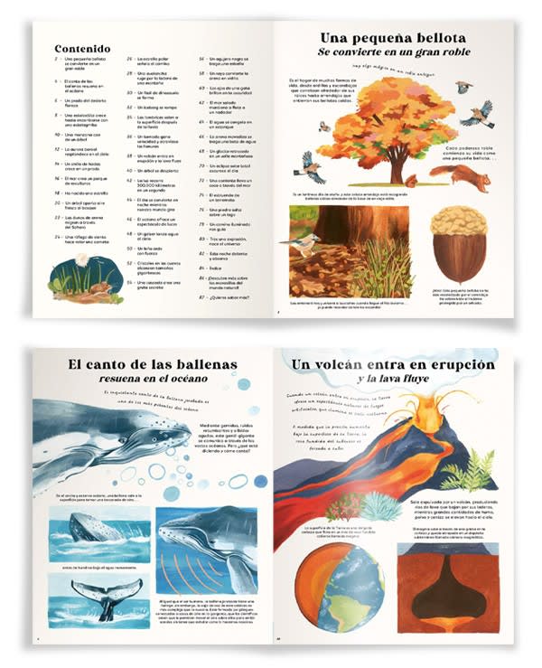 DE BELLOTA A ROBLE2
