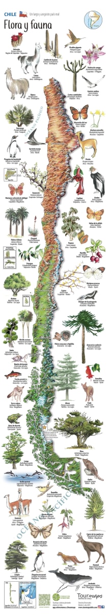 MAPA ILUSTRADO FLORA Y FAUNA DE CHILE2