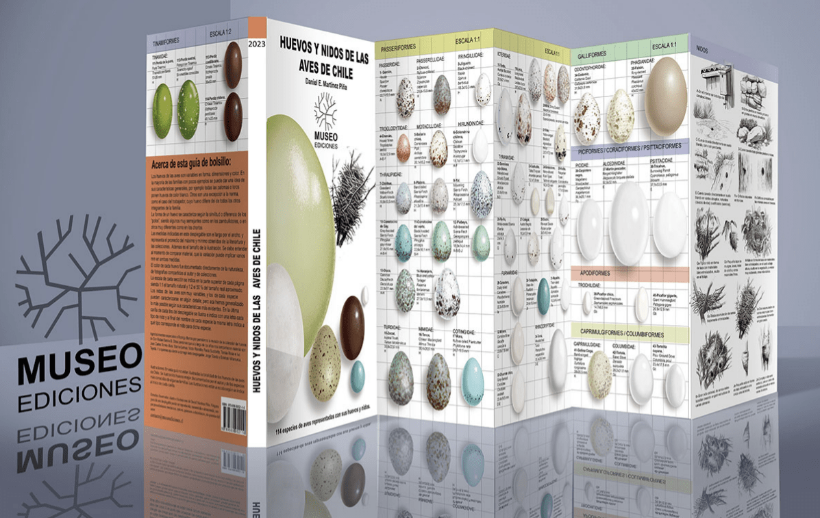 AVES CONTINENTALES DE CHILE CENTRAL DESPLEGABLEE1