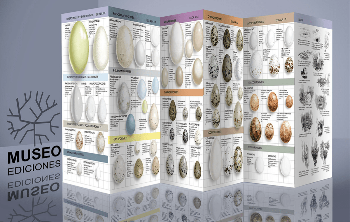 AVES CONTINENTALES DE CHILE CENTRAL DESPLEGABLEE2