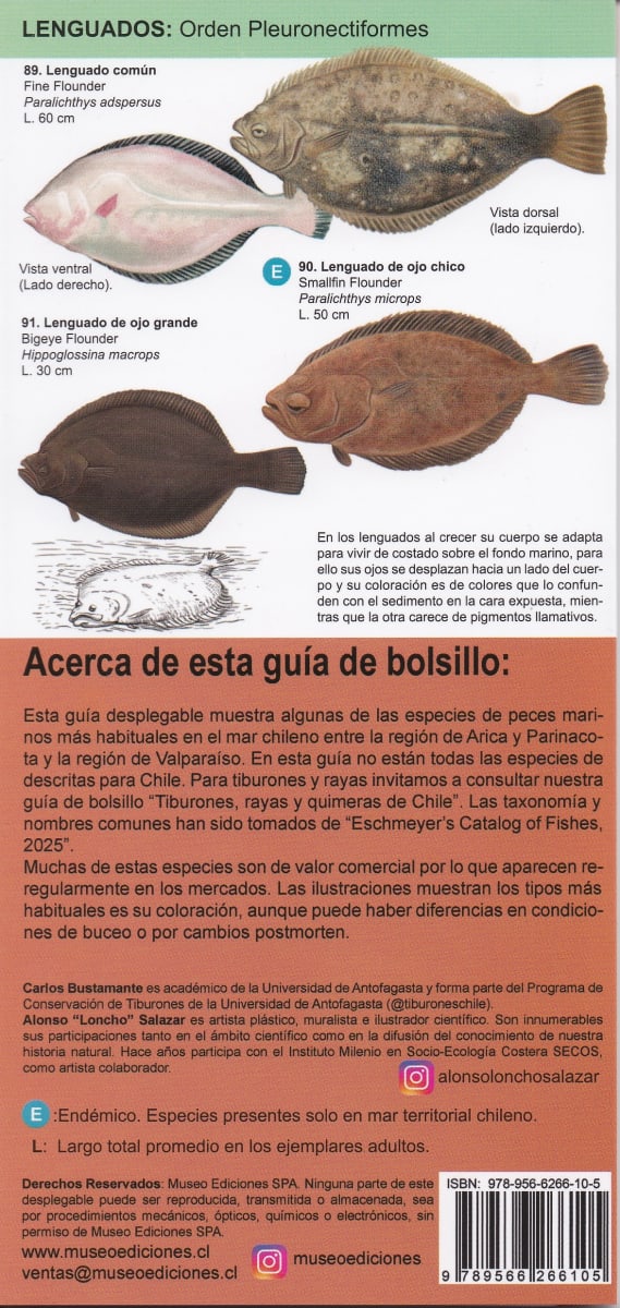 PECES MARINOS DEL NORTE Y CENTRO DE CHILE - GUIA DESPLEGABLE2