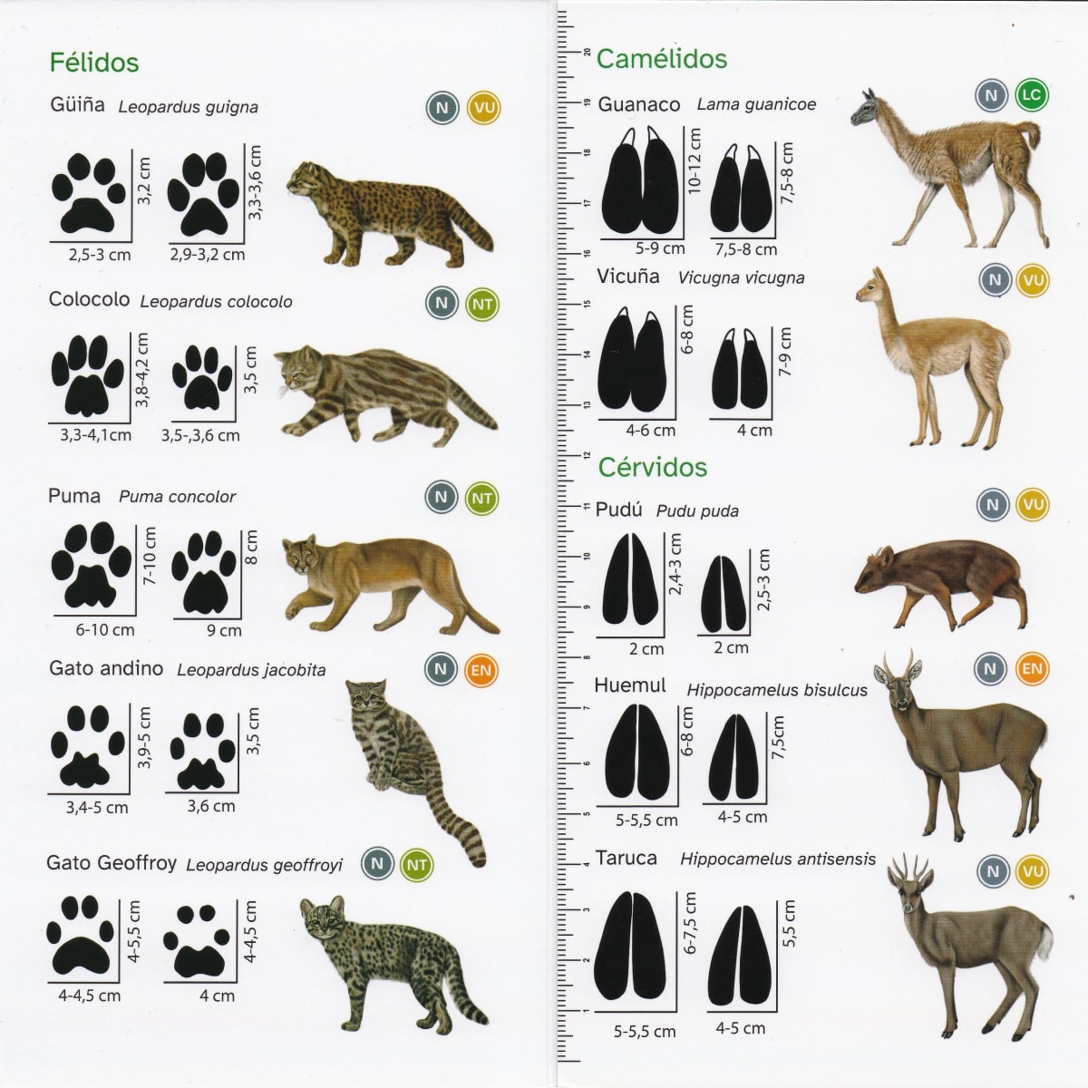 HUELLAS DE MAMIFEROS DE CHILE - GUIA VISUAL DESPLEGABLE2