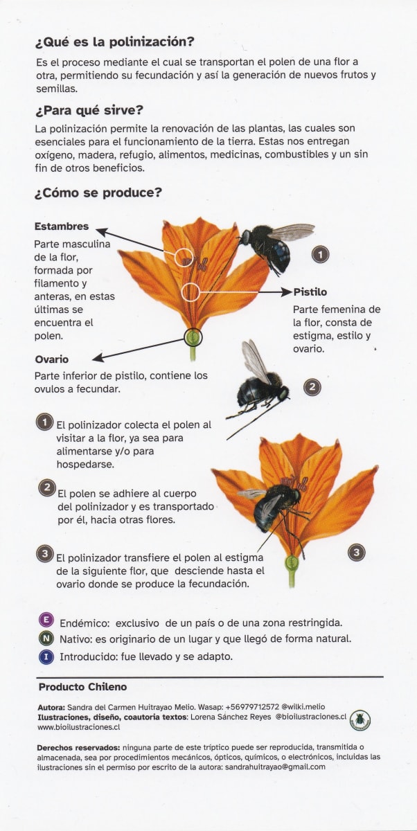 INSECTOS Y AVES POLNIZADORES DE CHILE - GUIA DESPLEGABLE2