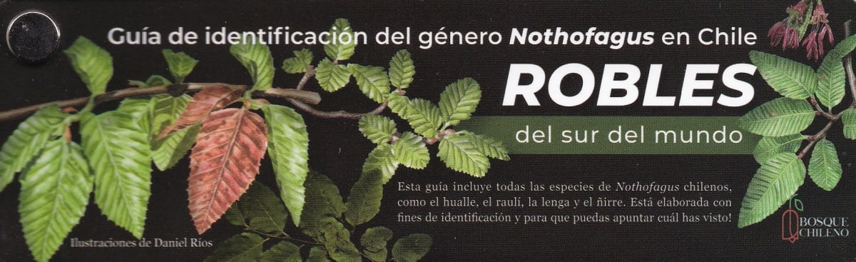 PANTONERA ROBLES DEL SUR DEL MUNDO1