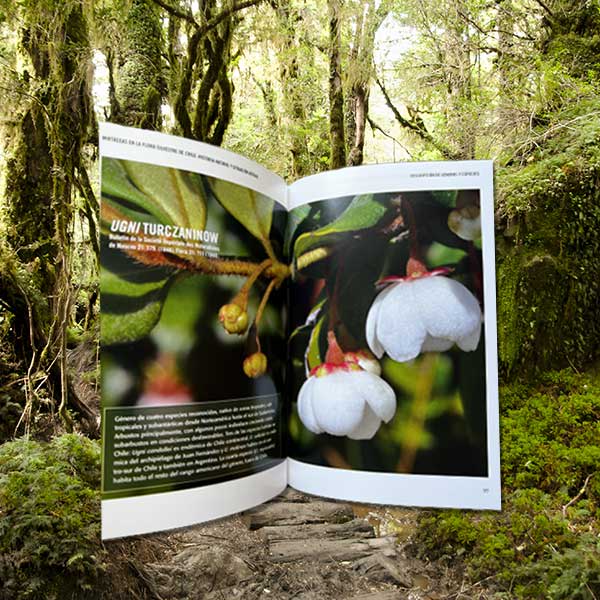 MIRTÁCEAS EN LA FLORA SILVESTRE DE CHILE2