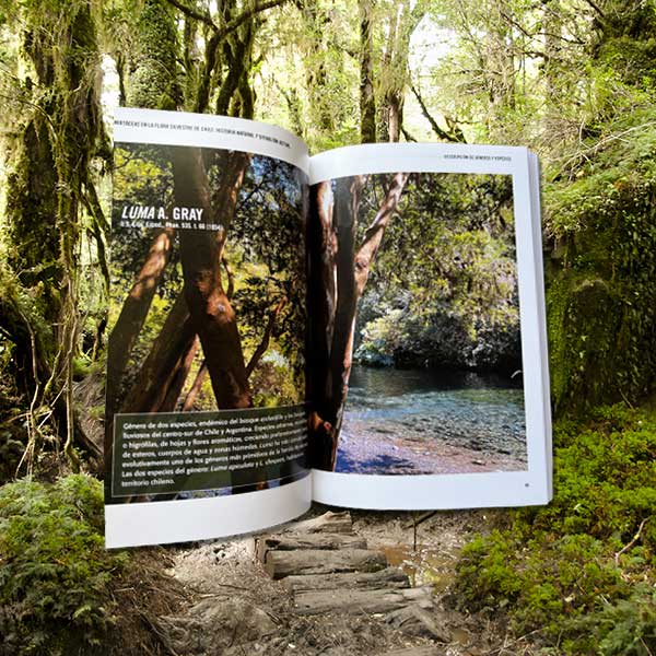 MIRTÁCEAS EN LA FLORA SILVESTRE DE CHILE3