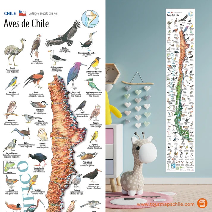 MAPA ILUSTRADO AVES DE CHILE1