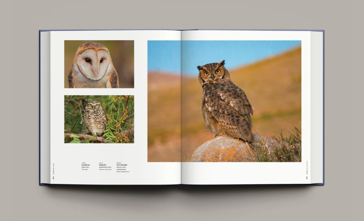 365 BIRDS OF CHILE - 365 AVES DE CHILE3