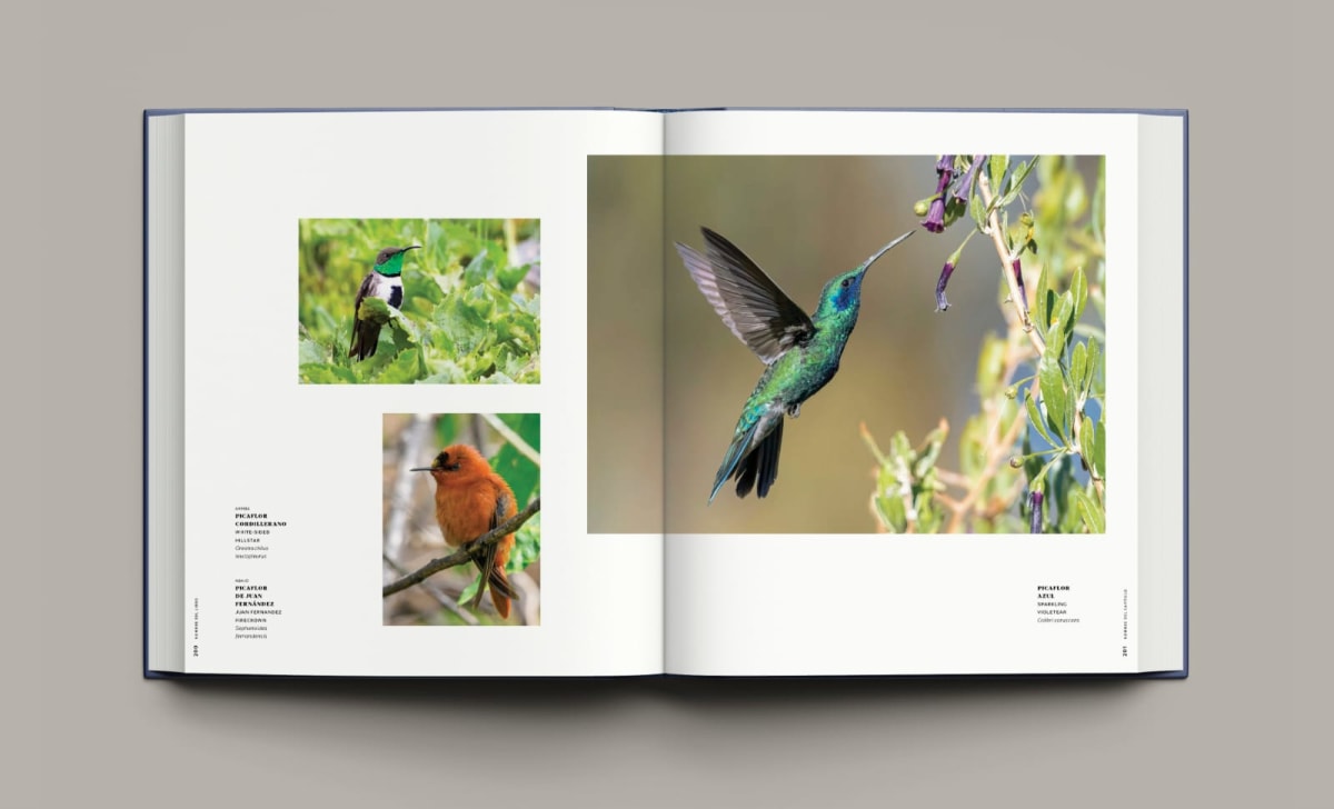 365 BIRDS OF CHILE - 365 AVES DE CHILE2