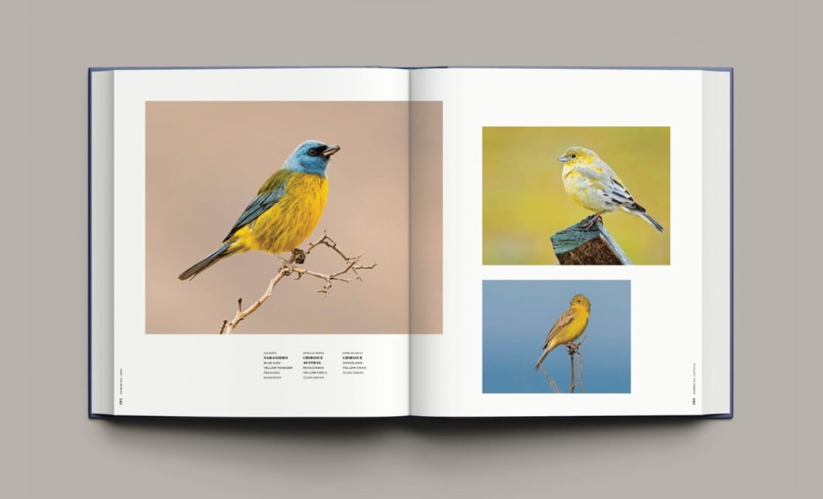 365 BIRDS OF CHILE - 365 AVES DE CHILE4