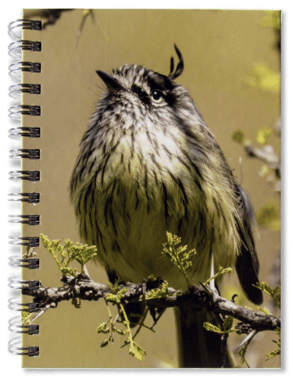 CUADERNO AVES DE CHILE2
