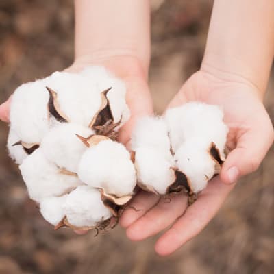 El Secreto de un Buen Sueño: Algodón Pima vs. Algodón Ordinario