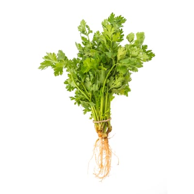 Cilantro