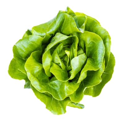 Lechuga Española
