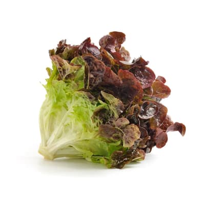 Lechuga Francesa
