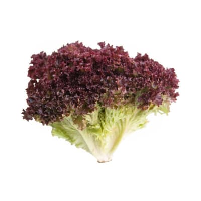 Lechuga Hidroponica Lollo Rosa