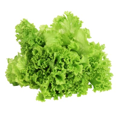 Lechuga Hidroponica Lollo Bionda