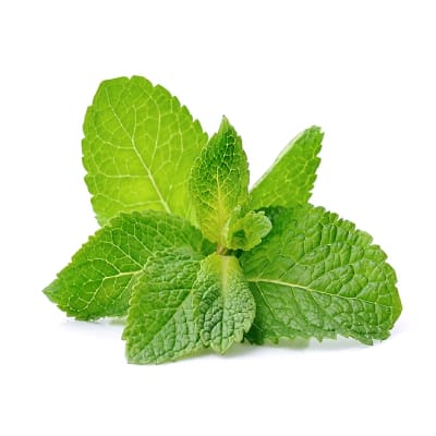 Menta