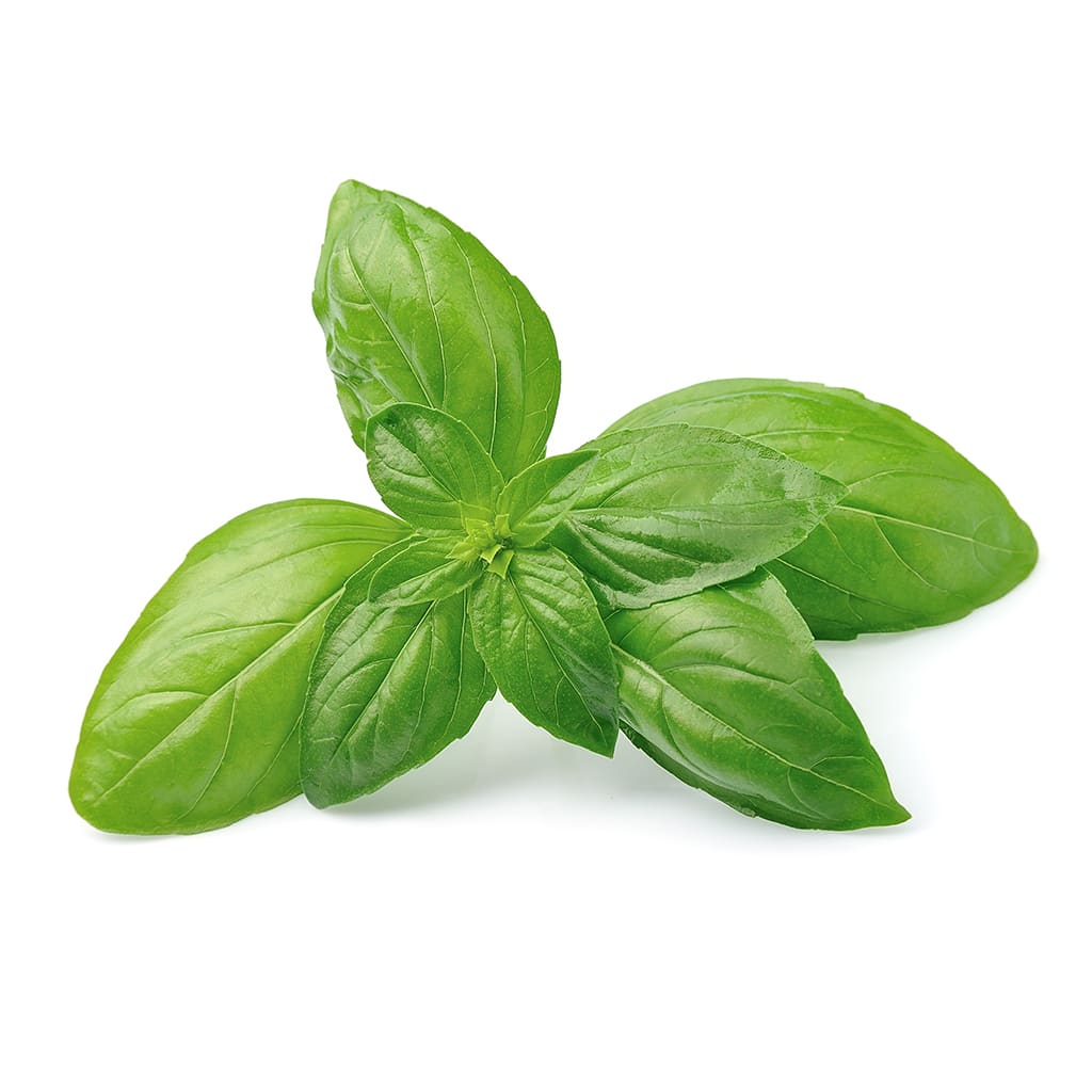 Albahaca2