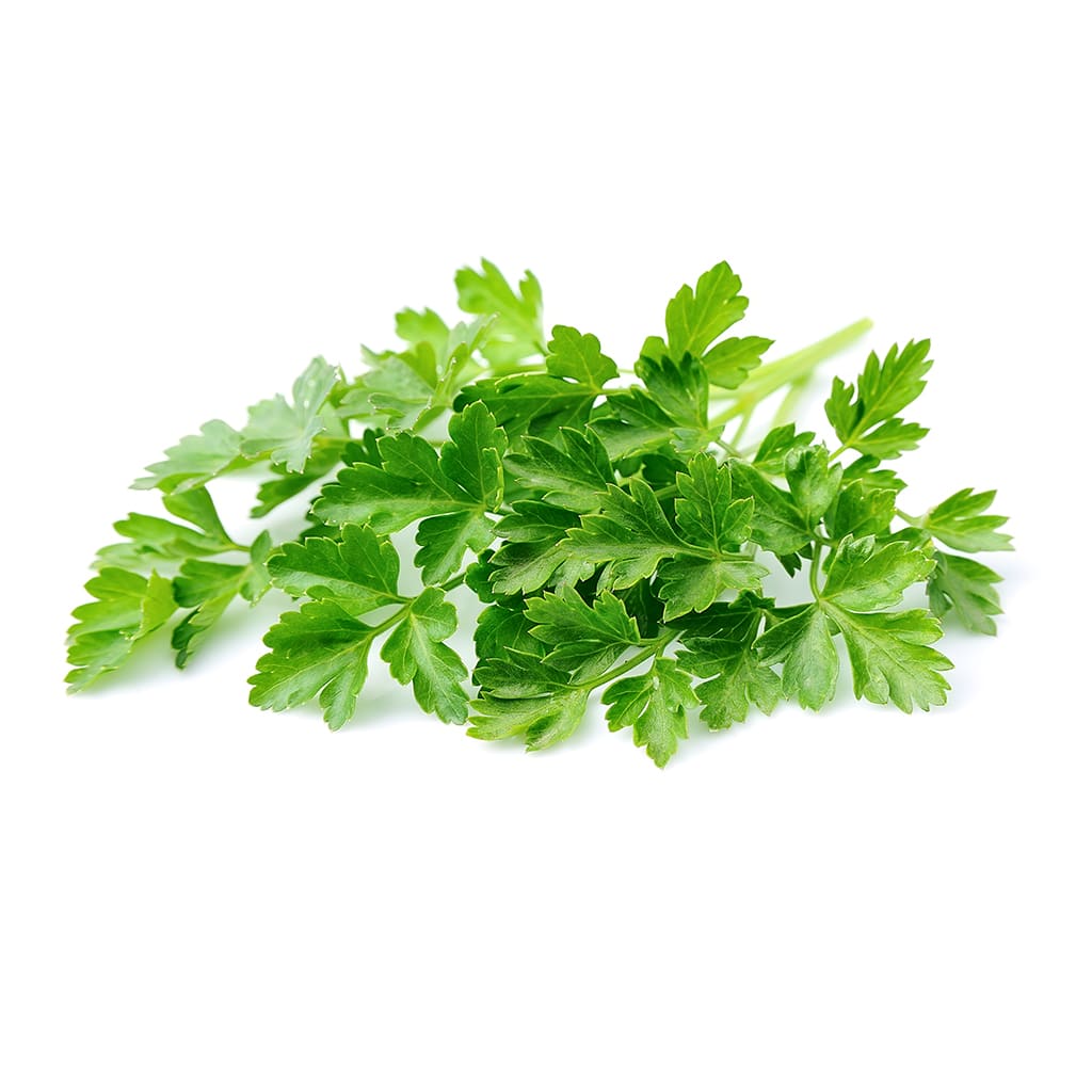Cilantro2