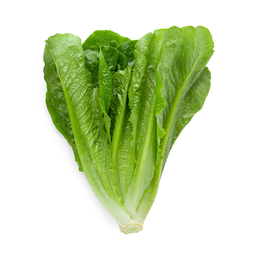 Lechuga Costina2