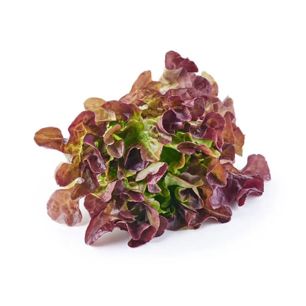 Lechuga Francesa2
