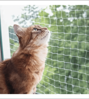 CERCA TRANSPARENTE PARA GATOS 3X5 MT1