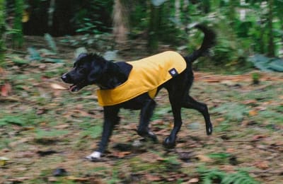 ZEEDOG COAT YELLOW - Coat Amarillo