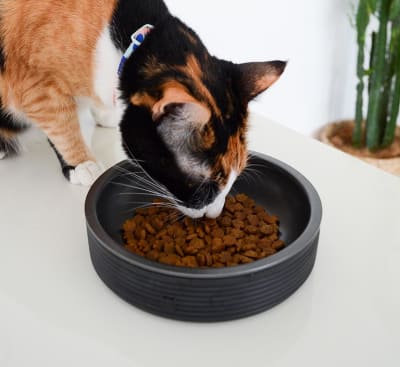 ZEECAT BOWL BLACK