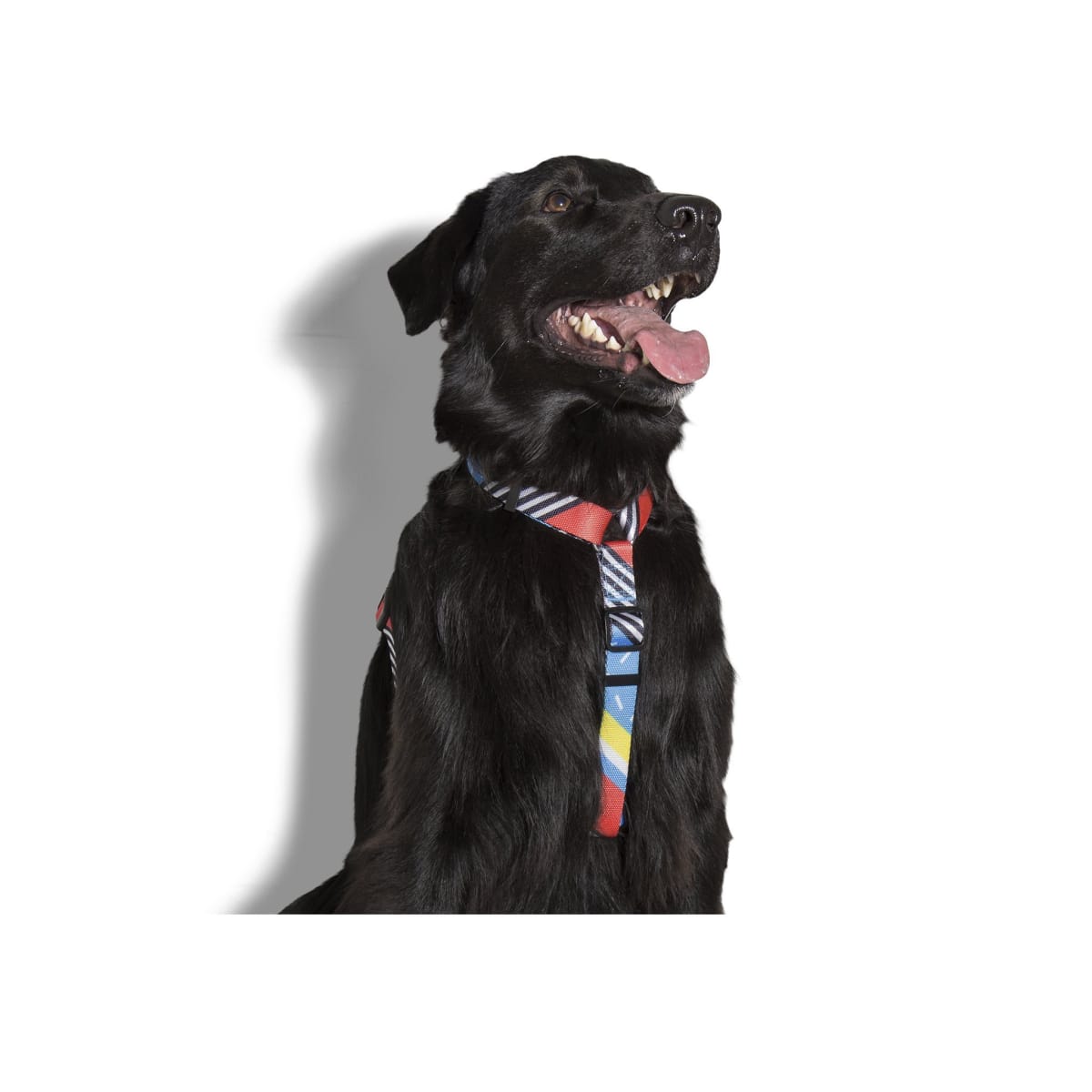 ZEEDOG ARNES BROOKLYN2